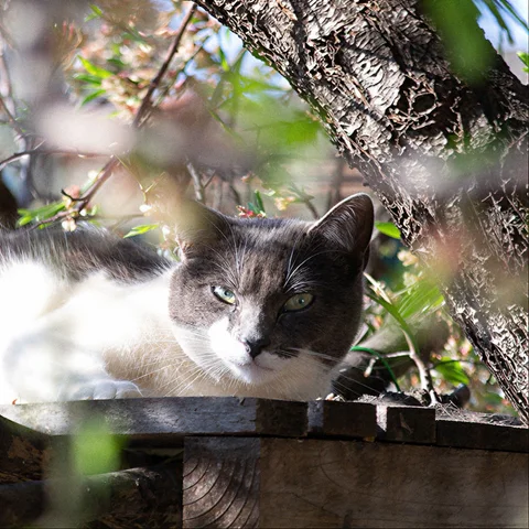 Gato blanco y gris de una colonia de Olesa