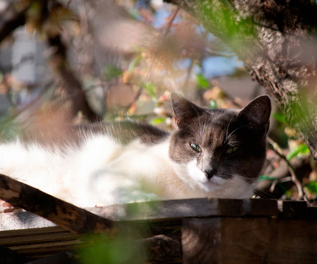 Gato blanco y gris descansando sobre una caseta de madera de la colonia
